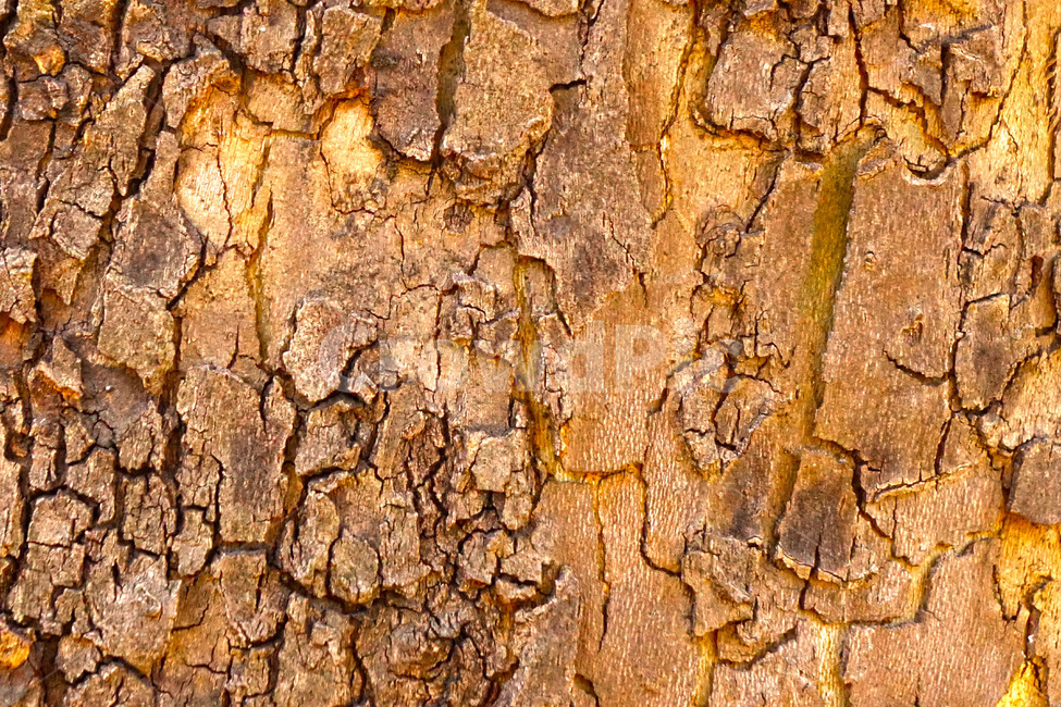 plant,식물,나무,무늬,배경,패턴,텍스처,질감,패턴,texture,pattern