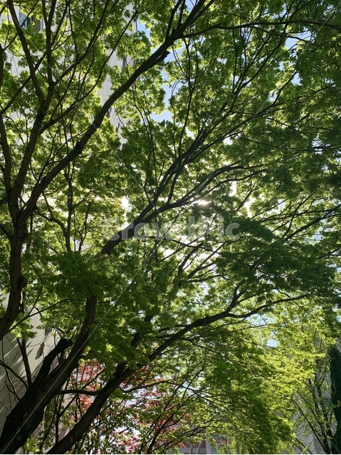 나무,초록색,여름,맑음,풍경