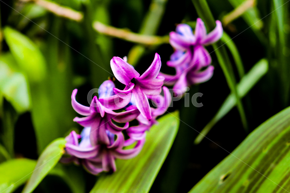 꽃,flower,보라꽃,보라색,식물,자연,식물,자연,plants,nature,꽃,flower
