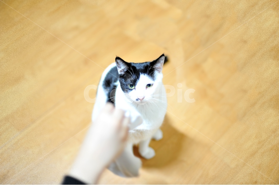 애묘,동물,짐승,집고양이,cat,동물,animal,포유류,mammal,고양이,cat,kitten,kitty