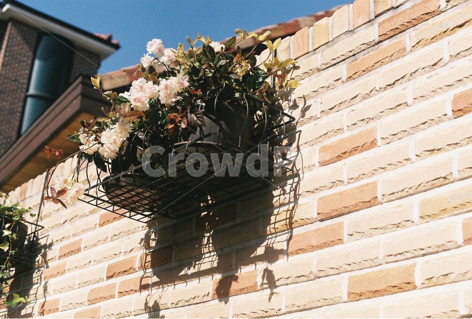 꽃,건물,감성,하늘,담벼락,실내용화초,화분,화초,house plant,건축물,건물외관,exterior,building,structure,architecture,construction