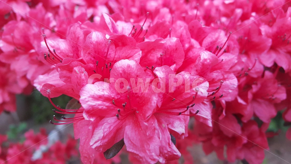 진달래,봄,꽃,핑크,식물,자연,감성사진,분홍,색감,색체,컬러,flower