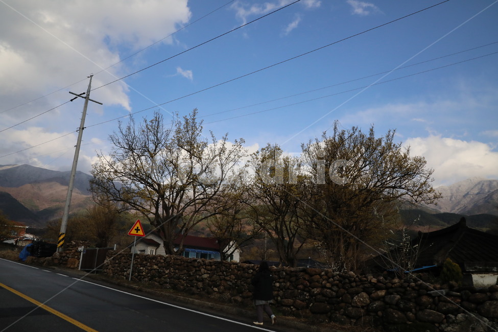 봄,산수유,자연,풍경,꽃,시골,길,산,계곡,봄,계절,spring,season,시골,마을,풍경,landscape,country,rural,town