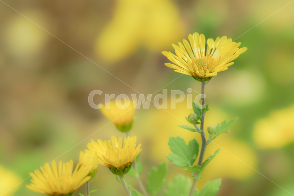 꽃,국화,노랑,초록,소프트,식물,자연,plants,nature,꽃,flower