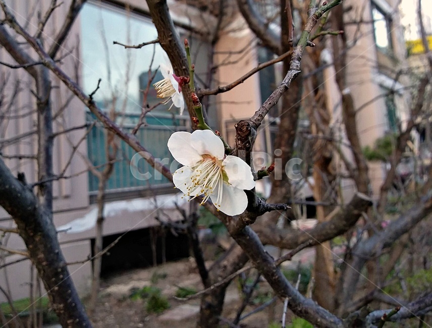 벚꽃,매화,한송이,봄,꽃,식물,동네,흰색