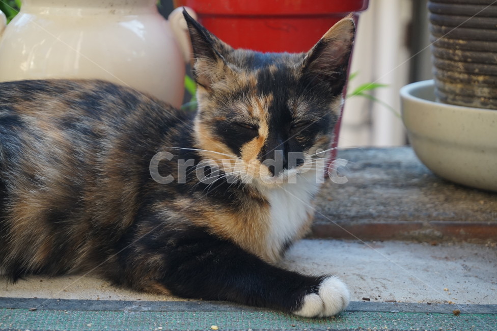 길고양이,고양이,눈감음,휴식,편안함,힐링,동물,animal,포유류,mammal,고양이,cat,kitten,kitty