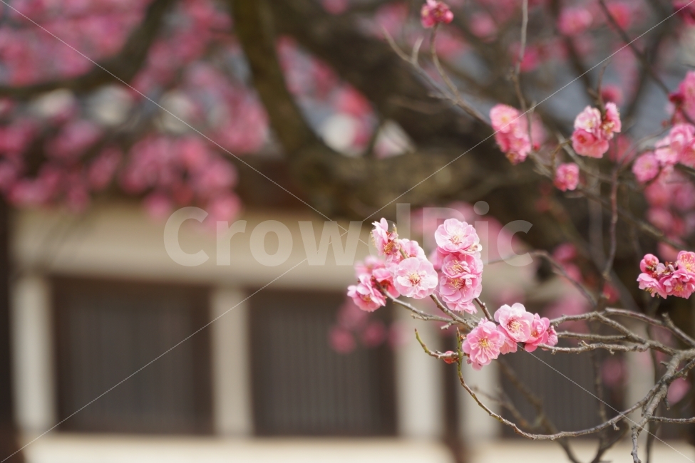 꽃,한옥,나무,홍매화,자연,봄,계절,spring,season,식물,자연,plants,nature,꽃,flower,plant,blossom,cherry blossom,벚꽃