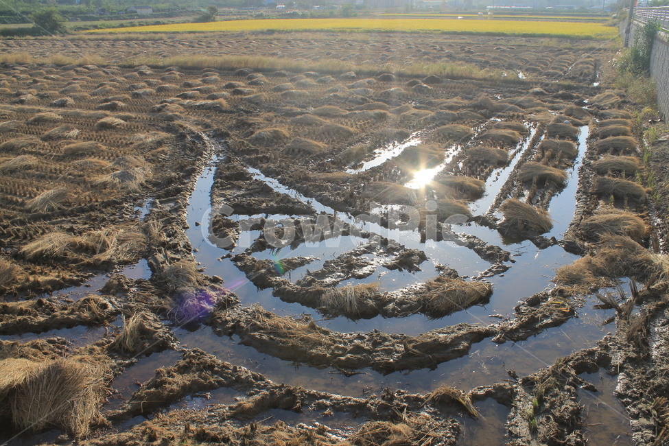 자연,논,추수,가을,가을추수,볏단,볏짚,nature,harvest,ricesheaf,sheafofrice,ricefield,ricepaddy,autumn,fall,가을,계절,fall,autumn,season,농업,농사,agriculture,farming,farming industry,landscape,경치,outdoors,옥외,scenery,풍경