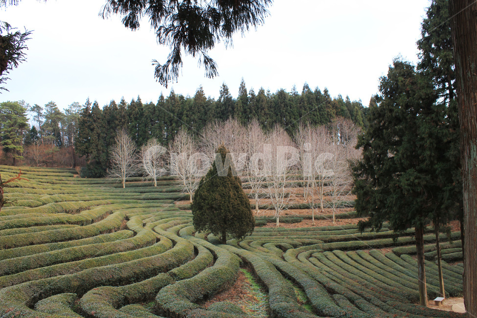 보성,녹차밭,녹차,푸르름,녹색,싱그러운,자연,greentea,nature,landscape,나무,겨울,자연,풍경,nature,landscape,한국자연풍경,한국자연경관,korea nature landscape