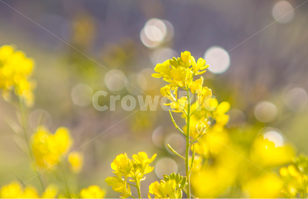 유채꽃,꽃밭,노란꽃,봄꽃,꽃,봄날,봄,계절,spring,season,식물,자연,plants,nature,꽃,flower,plant