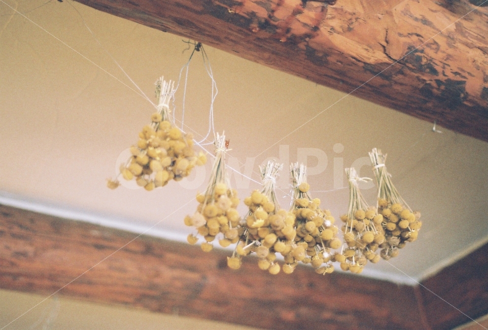 드라이플라워,인테리어,카페,감성사진,nikonem,필름카메라,필름사진,식물,자연,plants,nature,꽃,flower,감성,sensible,feeling,인테리어,실내디자인,interior design