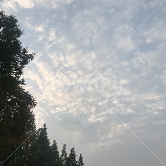구름,산,mountain,tree,cloud,sky,blue,하늘,자연,풍경,nature,landscape,plant,식물,나무,fir,전나무