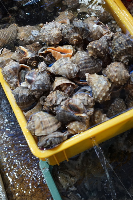 소라,해산물,수산시장,횟집,음식재료,시장,마트,마켓,market,mart,market place,수산물,해산물,fishery products,seafood
