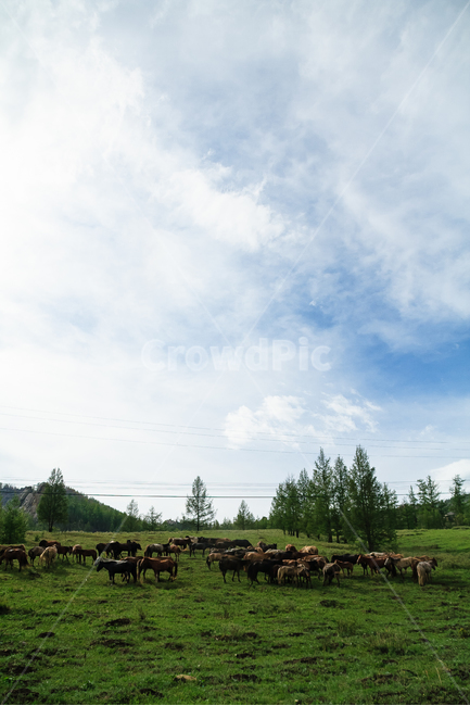 말,목초지,농장,목장,몽골,동물,animal,포유류,mammal,목축업,목장,livestock farming,ranching,pasture