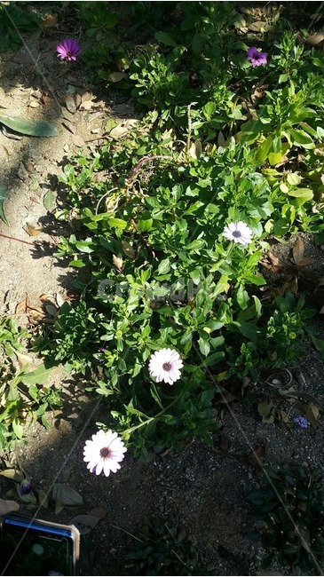 plant,식물,외로움,행복,봄,자연