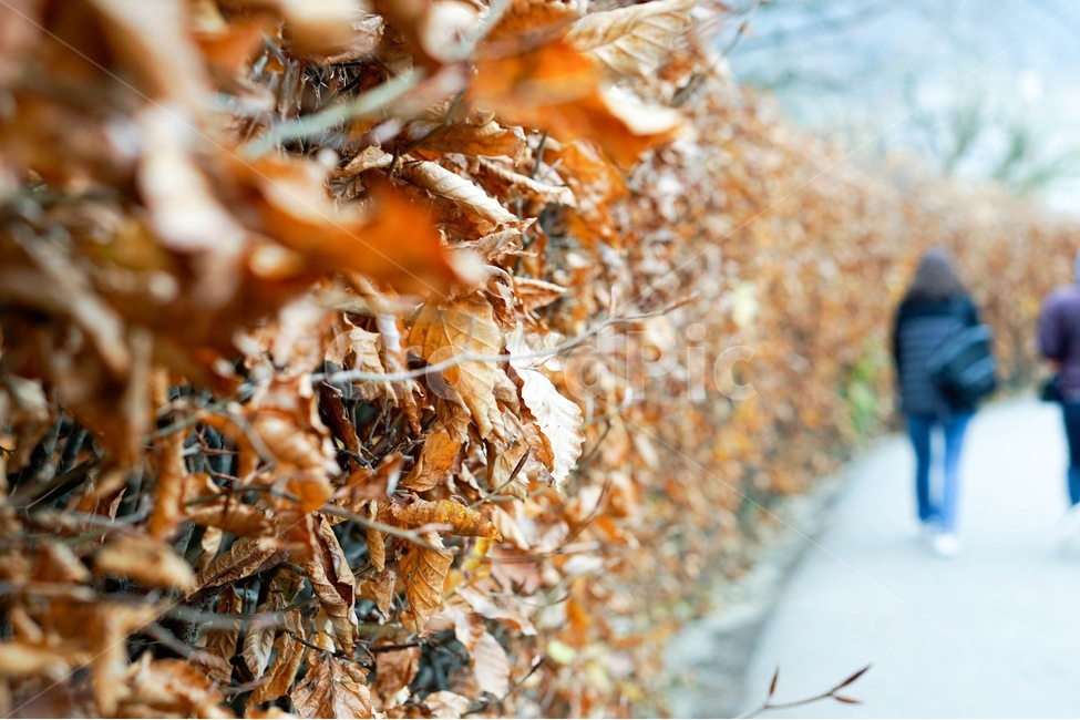 산책,길,낙엽,힐링,여유,가을,계절,fall,autumn,season,겨울,winter,식물,자연,plants,nature,인물실루엣,사람실루엣,character silhouette,human silhouette,person,사람,human,인간