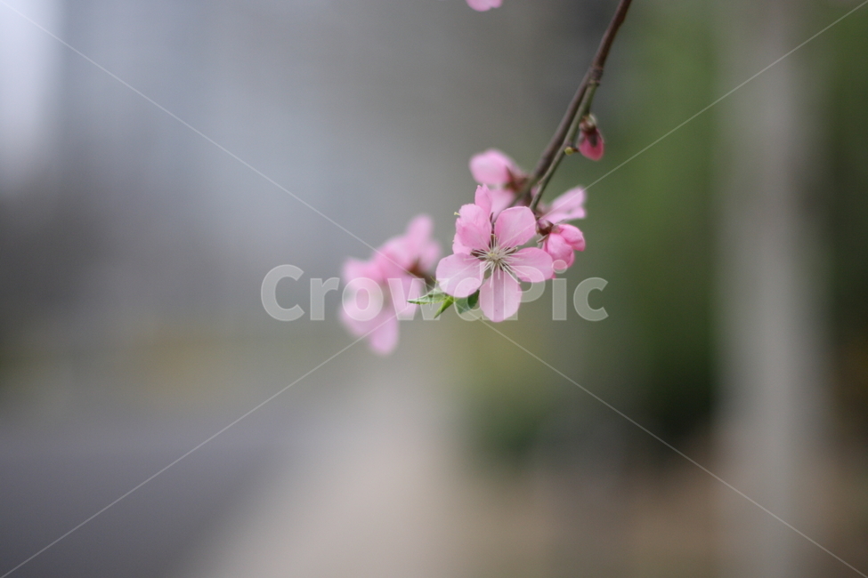 꽃,봄,flower,spring,flowers,봄,계절,spring,season,식물,자연,plants,nature,꽃,flower,plant,geranium,제라늄,blossom