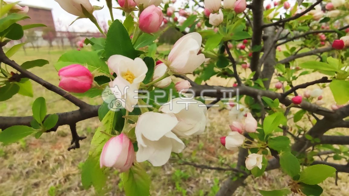 꽃사과,꽃사과나무,사과꽃,malusprunifolia,벚잎꽃사과,돌사과,plant,식물,blossom,flower,꽃,petal,꽃잎