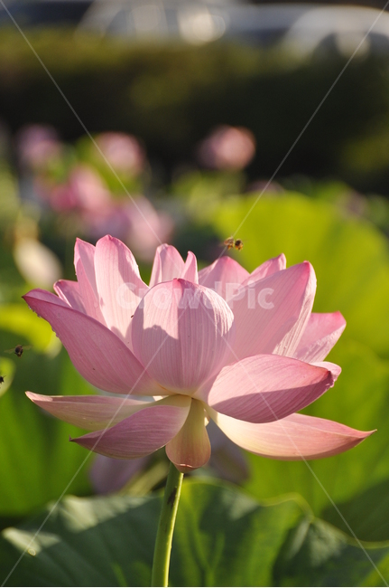 식물,꽃,flower,연꽃,벌,식물,자연,plants,nature,꽃,flower