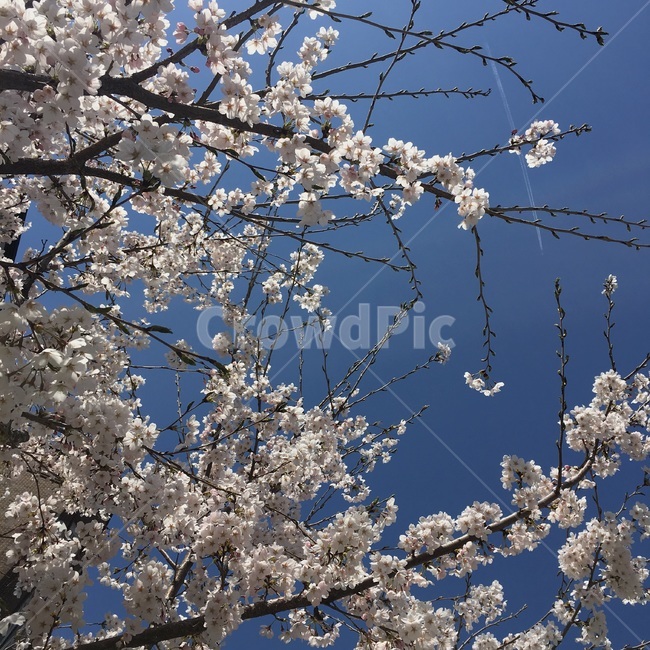 벚꽃,봄,하늘,체리블러썸,꽃,식물,자연,plants,nature,꽃,flower