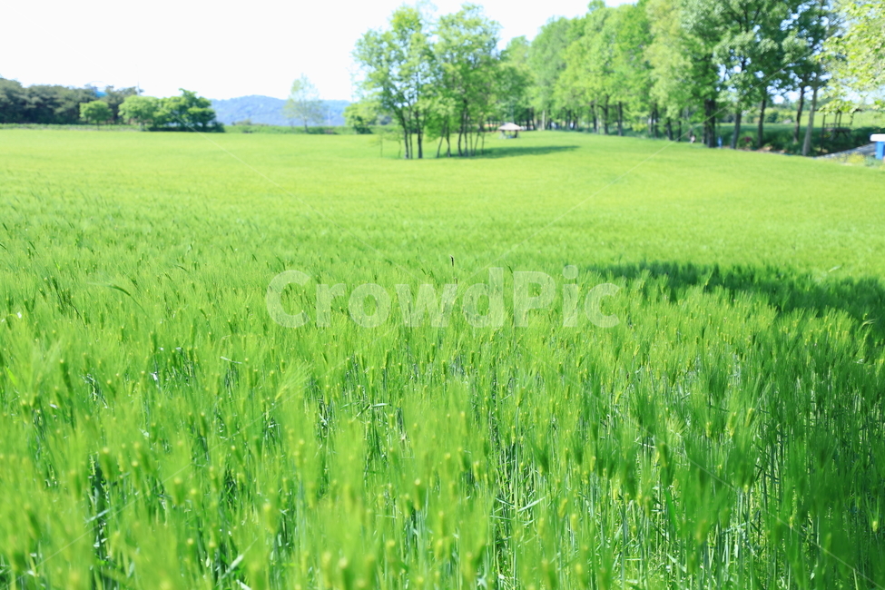 자연,식물,보리,초록,봄,나무,하늘,작물,풍경,plants,season,nature,사람없음,outdoor,보리밭,청보리,청보리밭,배경이미지,농작물,농업,전원,시골,농촌,재배,고창,landscape,녹색,그린,green,들판,생산,수확,푸드,식재료,음식,신토불이,식자재,한국,korea,푸른,푸르다,곡식,식량,farm