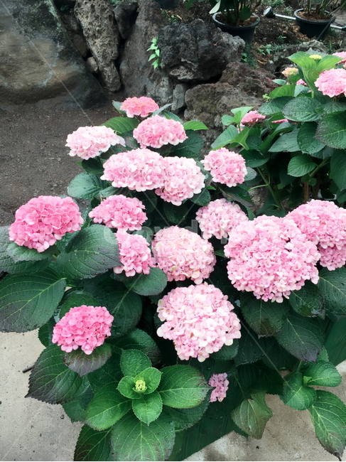 제주도,수국,꽃,수국꽃,여름