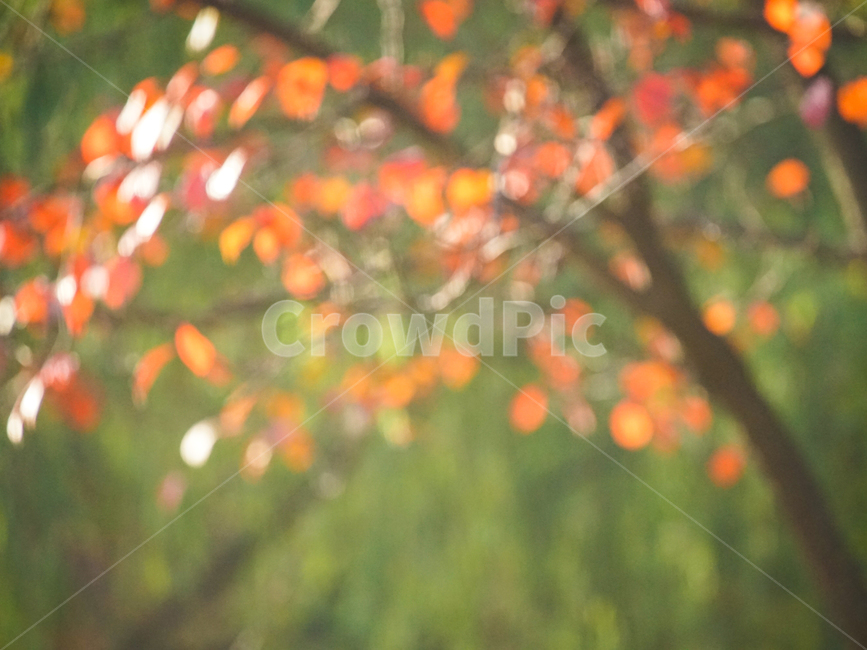 가을,단풍,계절,감성,나무,식물,햇살,가을,계절,fall,autumn,season,plant,food,음식