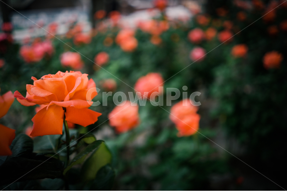 장미,꽃,봄,감성,5월,spring,flower,rose,emotion,봄,계절,spring,season,식물,자연,plants,nature,꽃,flower,감성,sensible,feeling,plant,blossom