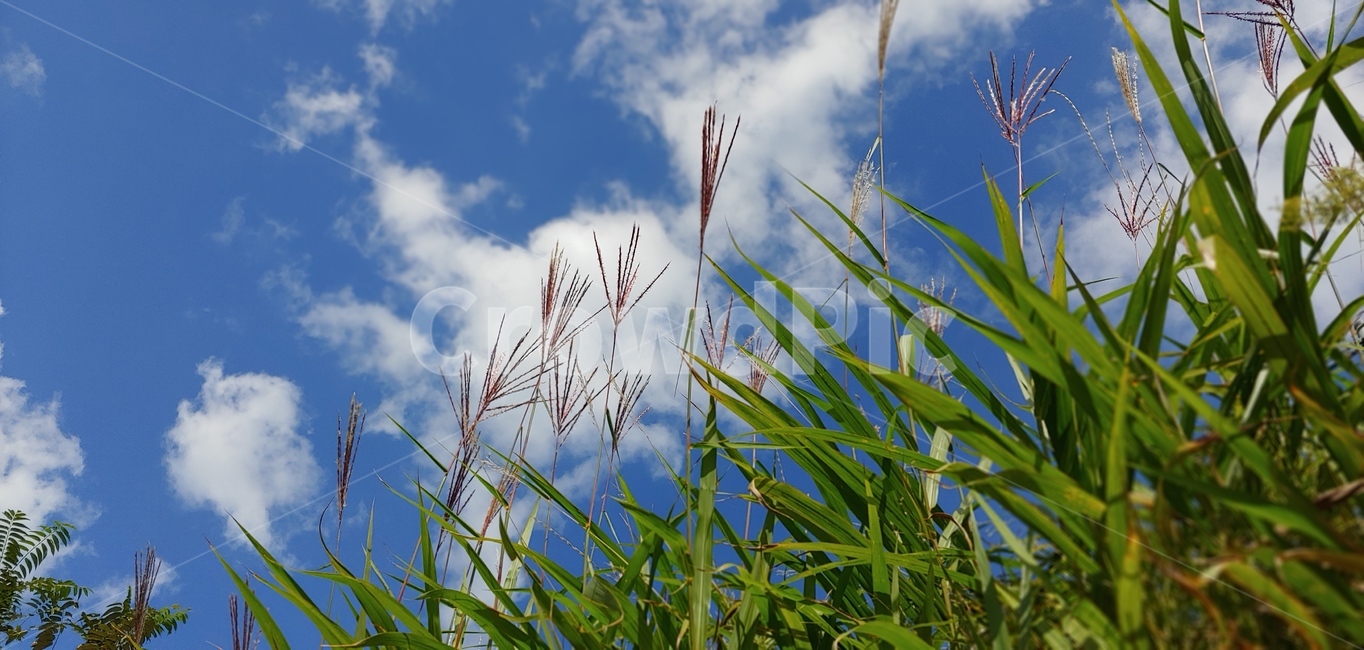 하늘,계절,억새,가을,파란하늘,구름,잎사귀,자연,식물,자연,plants,nature