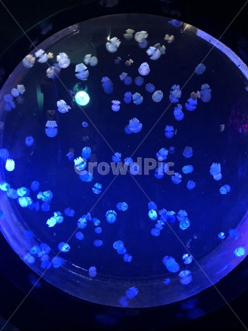 아쿠아리움,해파리,해물,생물,바다동물,바다생물