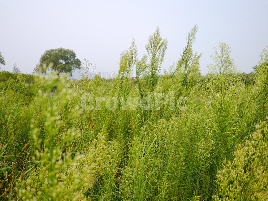 자연,초록,연두,맑음,식물,식물,자연,plants,nature