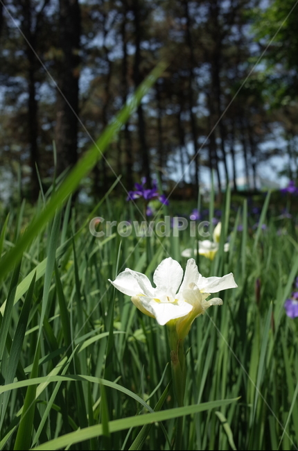 꽃,야생화,흰꽃,하얀색꽃,풀,숲,수목원,식물,자연,plants,nature,꽃,flower