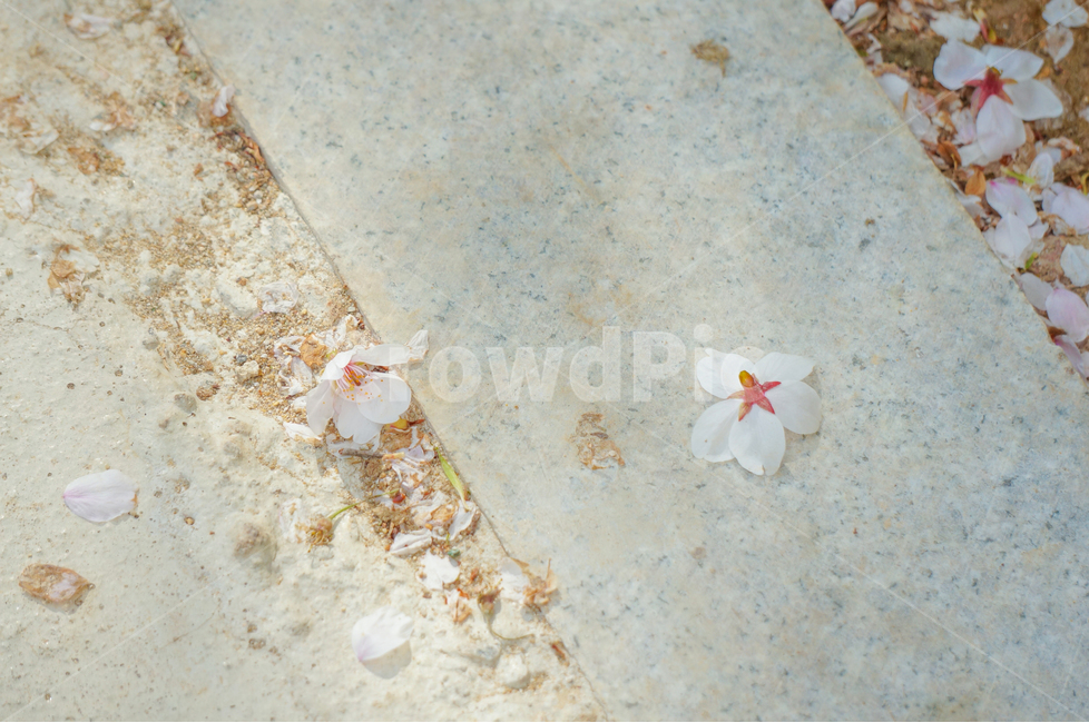봄,꽃,벚꽃,감성사진,자연,풍경,꽃잎,꽃송이,낙화,식물,봄,계절,spring,season,꽃,flower,감성,sensible,feeling,blossom,petal,plant