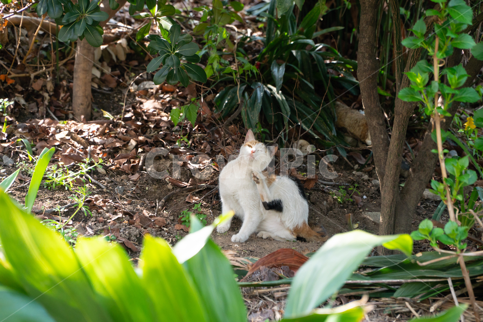 고양이,길냥이,동물,애교,생동감,동물,animal,포유류,mammal,고양이,cat,kitten,kitty