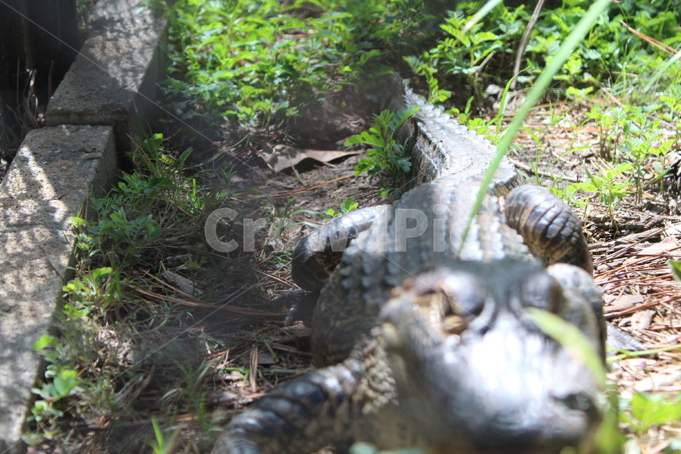 악어,파충류,양서류,동물,crocodile,동물,animal,파충류,양서류,reptile,amphibian