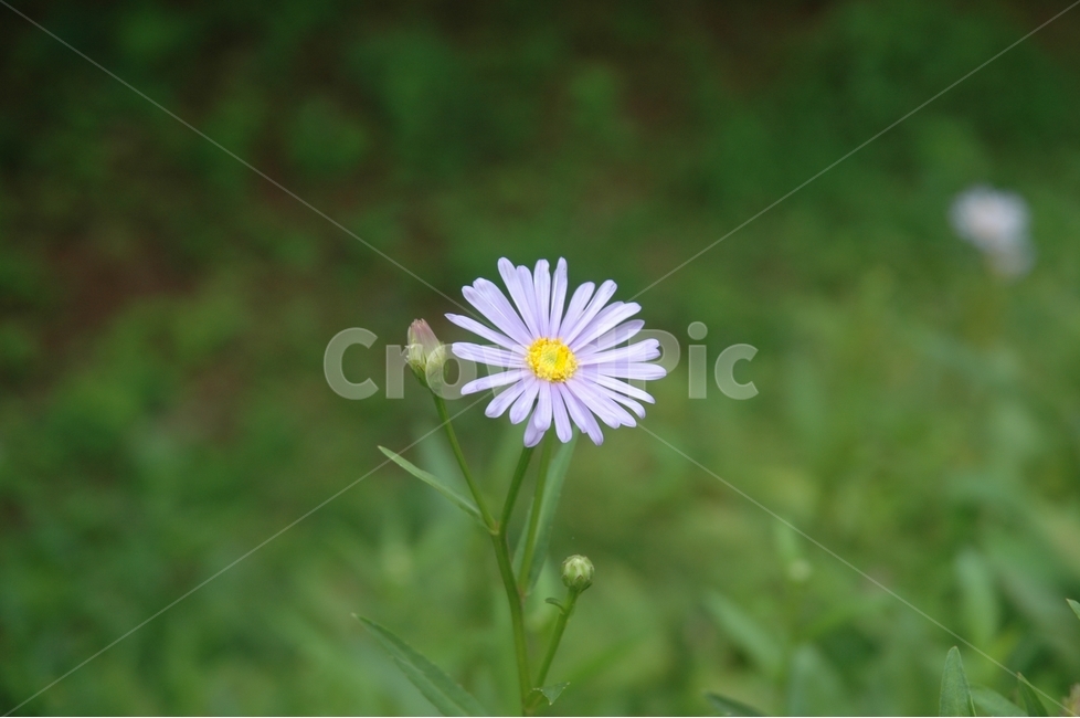 벌개미취,꽃,개미취,야생화,쑥부쟁이,식물,자연,plants,nature,꽃,flower