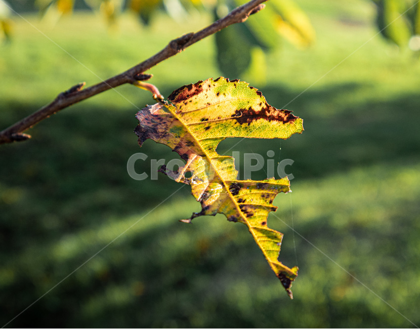 나무,잎,낙엽,빛,햇살,죽은,leaf,plant,식물,veins,감성,feeling,sensible,잔디,그림자,그늘,밝은,어두운