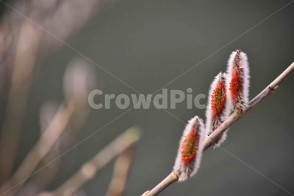 small,down,small flower,pussywillow,spring flowers,spring,affix,plants,season,macro,close up,flowers,sprout,new sprout,tree,Bud tree,flower,outdoor,wildflowers,outdoors,background,plant,tree flower