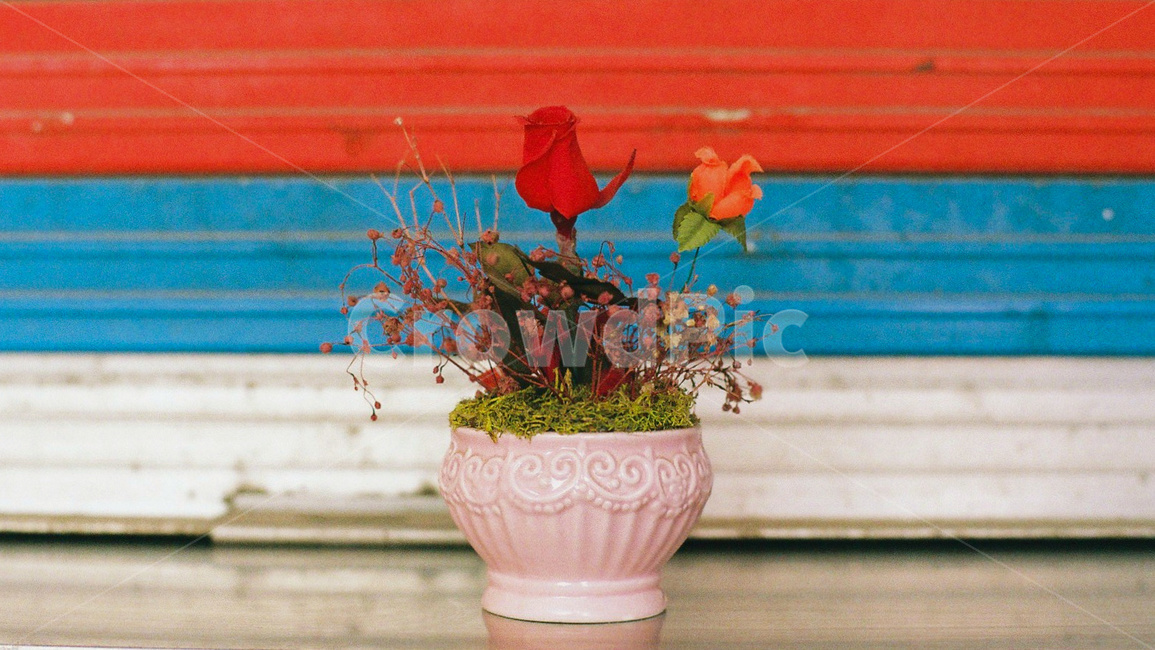 식물,꽃,화분,flower,plant,식물,자연,plants,nature,꽃,flower
