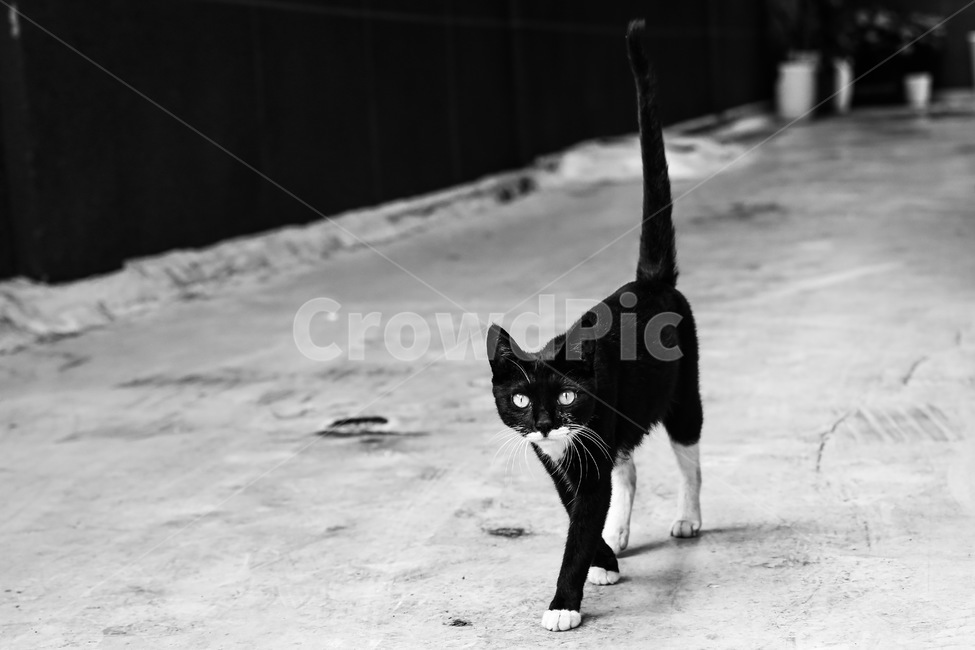 고양이,길고양이,길냥이,턱시도고양이,얼룩고양이,산책,cat,동물,animal,포유류,mammal,고양이,cat,kitten,kitty