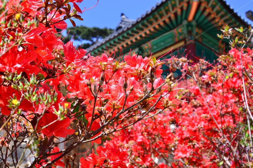 사찰의봄,템플스테이,전등사,불당,꽃,식물,자연,plants,nature,한국전통,한국문화,korean traditional,korean culture,꽃,flower