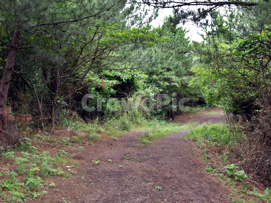 농로,솔숲,제주,올레19코스,올레길,숲길,자연,풍경,nature,landscape,ground,바닥,gravel,자갈,dirt road,흙길,road,도로