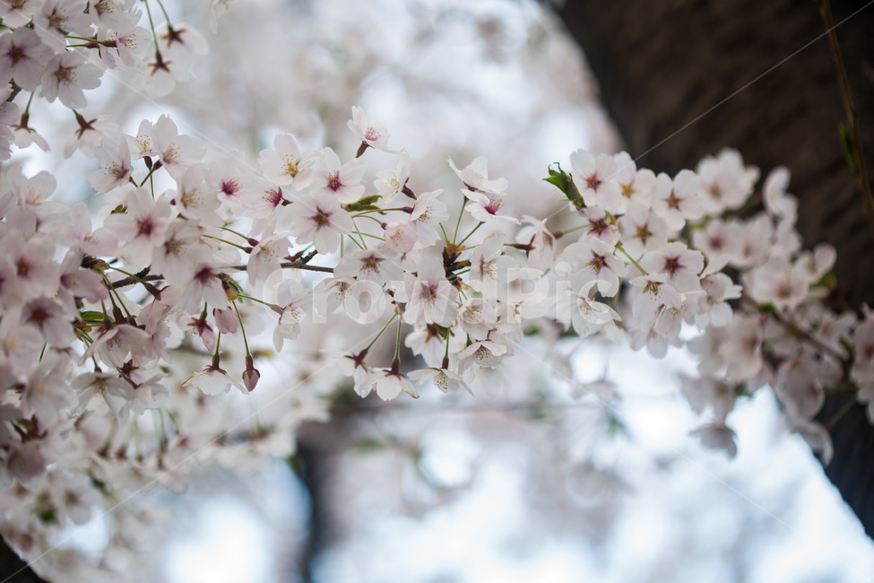 spring,cherryblossoms,pink,warm,분홍색,핑크색,봄,따듯함,plant,식물,blossom,꽃,cherryblossom,벚꽃