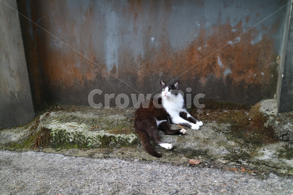고양이,길고양이,고양이마을,대만고양이,taipei,동물,animal,포유류,mammal,고양이,cat,kitten,kitty