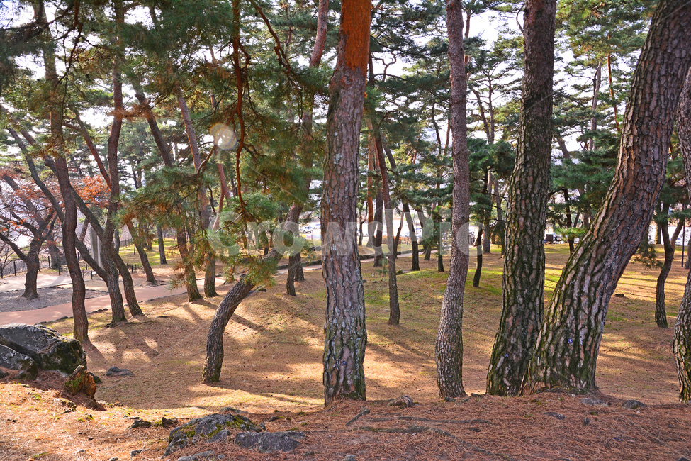 한국자연풍경,소나무,소나무숲,솔잎,솔숲,상록수,나무,피톤치드,힐링,토종,환경,자연,솔방울,줄기,껍질,한국적,pinetree,korean,tree,forest,보호림,공원,숲,청정,바위,tree trunk,나무 줄기,plant,식물