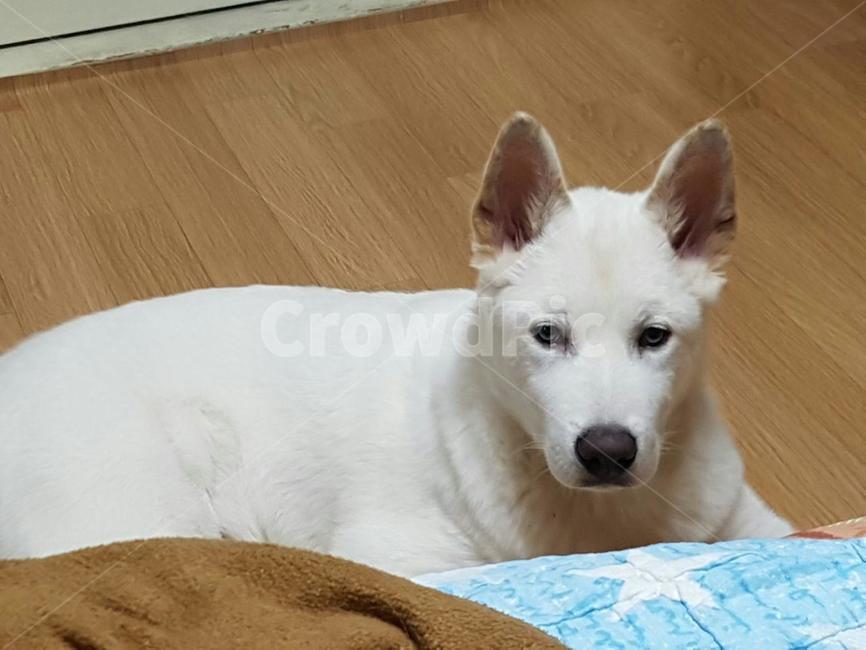 애완동물,풍산개,dog,pet,흰개