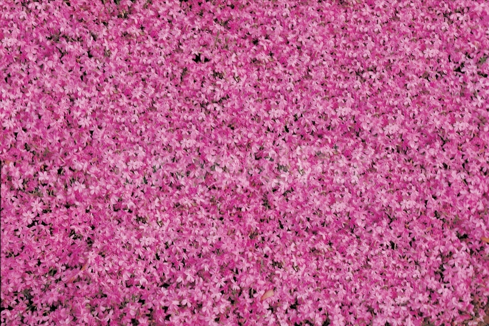 꽃,꽃밭,핑크색,배경,background,backdrop,패턴,pink,flower,식물,자연,plants,nature,꽃,flower,텍스처,질감,패턴,texture,pattern