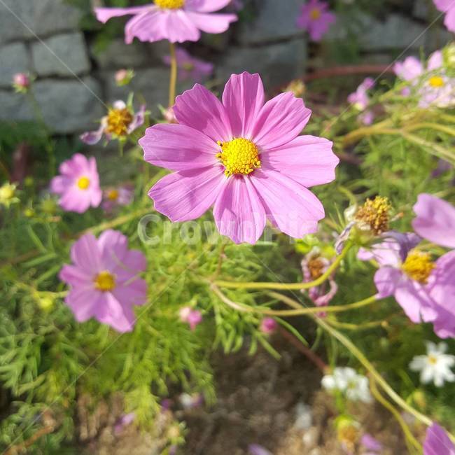 plant,식물,blossom,flower,꽃