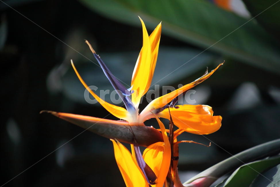 극낙조화,꽃,종교식물,strelitziareginae,blossom,식물,자연,plants,nature,꽃,flower