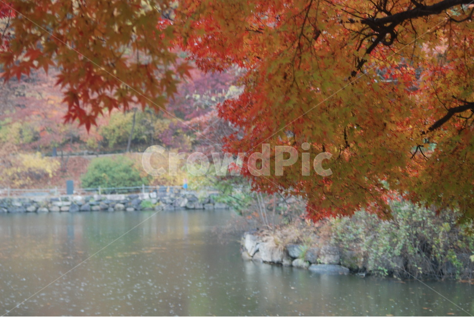 가을풍경,가을단풍,단풍,tree,나무,작은호수,가을,계절,fall,autumn,season